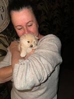 Pomeriaan pups, Dieren en Toebehoren, Honden | Chihuahua's en Gezelschapshonden, Rabiës (hondsdolheid), 8 tot 15 weken, Eén hond