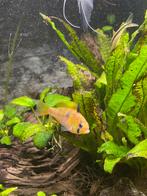 Ramirezi vrouwtje, Dieren en Toebehoren, Vissen | Aquariumvissen