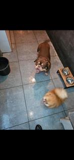 Micro exotic bully reu, Rabiës (hondsdolheid), 1 tot 2 jaar, Eén hond, Nederland