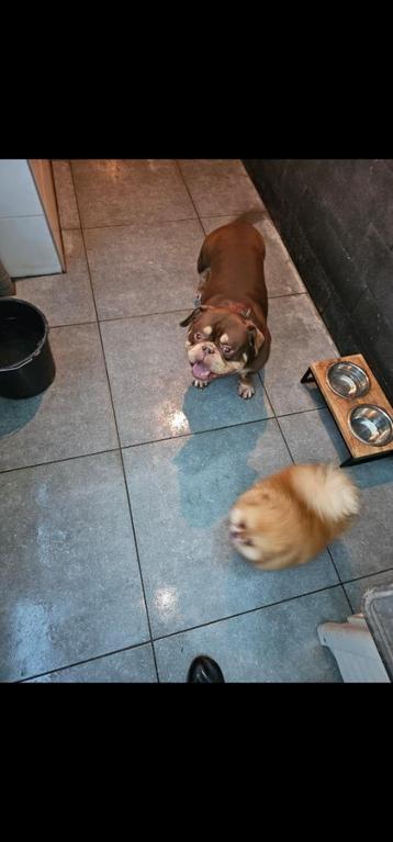 Micro exotic bully reu  beschikbaar voor biedingen