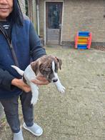 jack russel pups, Dieren en Toebehoren, Honden | Jack Russells en Terriërs, Jack Russell Terriër, CDV (hondenziekte), 8 tot 15 weken