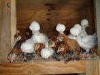 Sabelpoot kriel kuikens te koop, Meerdere dieren, Kip