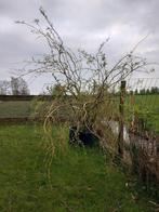 Treurwilg op water-meerdere boompjes, Minder dan 100 cm, Overige soorten, Ophalen