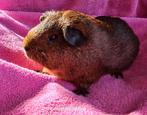 Goudagouti gladhaar zeugje uit dalmatiner., Dieren en Toebehoren, Maart, Vrouwelijk, Cavia