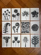 Plantstudie 1 – 12 wandkunstkaarten A6, Info@olphy.nl, Ophalen of Verzenden, Nvt, Nieuw