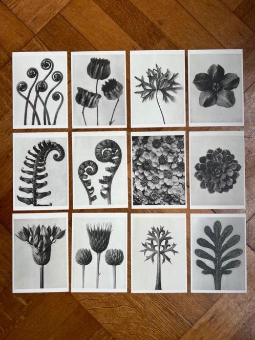 Plantstudie 1 – 12 wandkunstkaarten A6, Huis en Inrichting, Woonaccessoires | Wanddecoraties, Nieuw, Ophalen of Verzenden