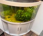 Juwel Trigon 350 liter, Dieren en Toebehoren, Vissen | Aquaria en Toebehoren, Ophalen, Gebruikt, Gevuld zoetwateraquarium
