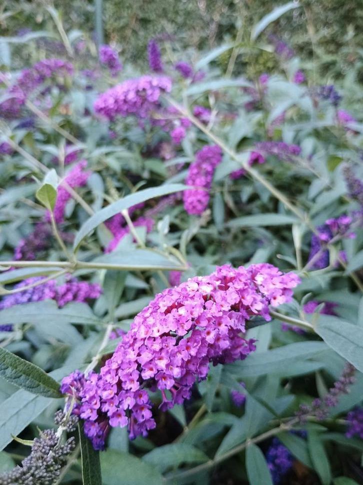 Verschillende soorten vlinderstruik. Buddleja davidii., Tuin en Terras, Planten | Tuinplanten, Vaste plant, Overige soorten, Volle zon