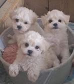 Mini F 1 Maltipoo pups klein blijvend Malthezer poedel (toy), Dieren en Toebehoren, Honden | Chihuahua's en Gezelschapshonden