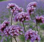 GRATIS Verbena vlinderplant 2-5 cm hoog, vaste plant, Ophalen, Zomer, Vaste plant, Overige soorten
