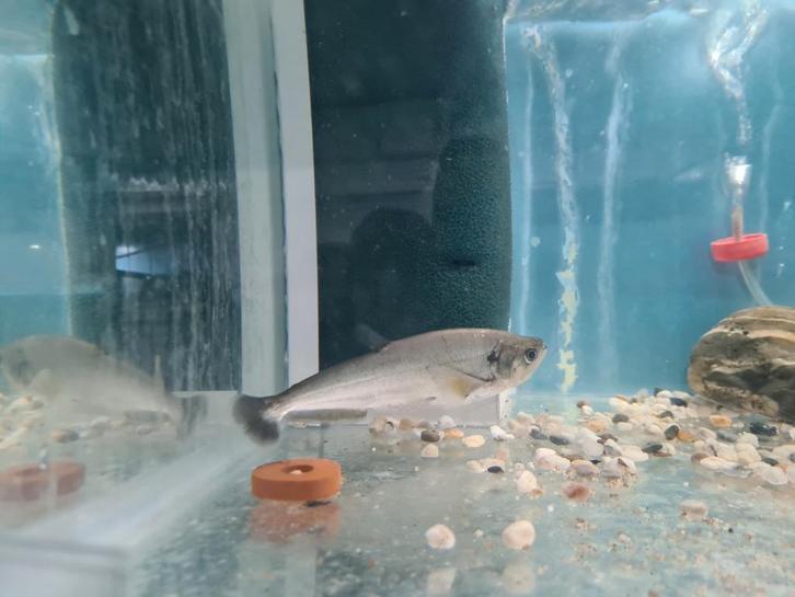 Vampiervis, Hydrolycus Scomberoides, Dieren en Toebehoren, Vissen | Aquariumvissen, Zoetwatervis, Vis