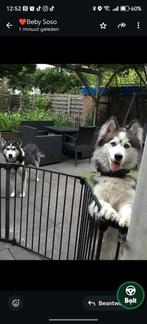 Husky, Dieren en Toebehoren, Ophalen