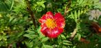 Zaden Tagetes Patula Linnaeus struik Afrikaan rood oranje, Tuin en Terras, Bloembollen en Zaden, Ophalen of Verzenden, Voorjaar