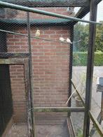 Tk 3 jonge kanarie poppen 15 euro per stuk, Dieren en Toebehoren, Vogels | Kanaries, Vrouwelijk, Kleurkanarie