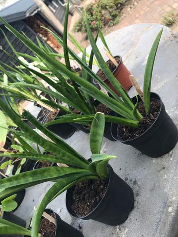 Sansevieria/ vrouwentong stekjes te koop beschikbaar voor biedingen