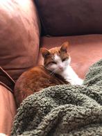 Opzoek naar nieuw huis/baasje kater Rambo, Dieren en Toebehoren, Katten en Kittens | Overige Katten, Kater, Kortharig, 6 jaar of ouder