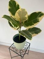 Ficus Elastica Tineke - Rubberplant, meerdere Exemplare, Vaste plant, Bloeit niet, Halfschaduw, Ophalen