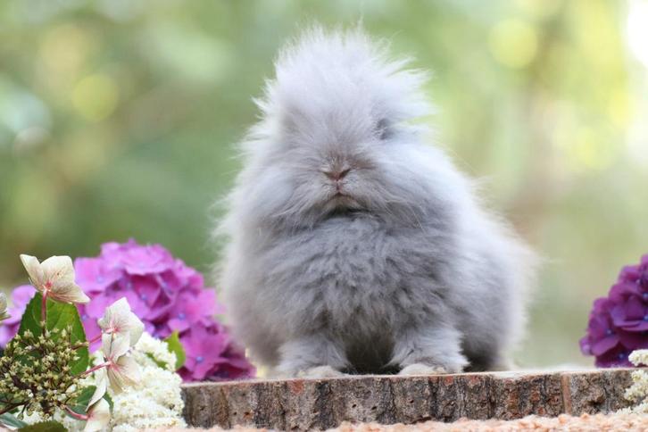 Twee teddy dwerg konijn voedsters te koop, Dieren en Toebehoren, Konijnen, Dwerg, Vrouwelijk
