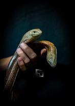 Ophisaurus apodus, Reuzen hazelworm, Hagedis, Tam, 7 tot 10 jaar