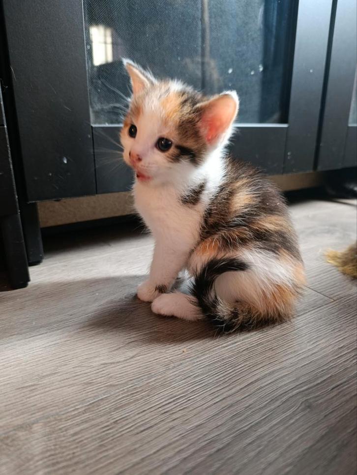 Laatste kitten mag direct weg, Dieren en Toebehoren, Katten en Kittens | Raskatten | Langhaar, Meerdere dieren, Gechipt, Ontwormd