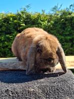 Razuiver NHD konijntje, Dieren en Toebehoren, Konijnen, Mannelijk, Dwerg, Hangoor, 0 tot 2 jaar