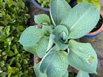 Diverse soorten hosta’s, Tuin en Terras, Planten | Tuinplanten, Vaste plant, Halfschaduw, Zomer, Ophalen