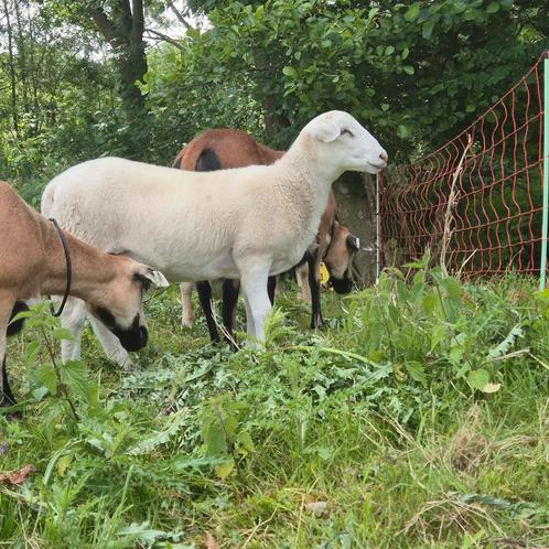 Ruischaap, easycare, nolana lammeren, Dieren en Toebehoren, Schapen, Geiten en Varkens, Schaap, Meerdere dieren