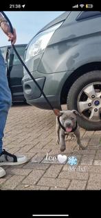 Dekreu American bully  pitbullxl  ter dekking aangeboden‼️, Dieren en Toebehoren, Rabiës (hondsdolheid), Reu, 1 tot 2 jaar, Eén hond