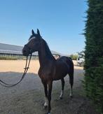 Super knappe allrounder te koop!, Dieren en Toebehoren, Pony's, Ruin, Met stamboom, 3 tot 6 jaar