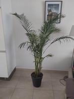 Kentiapalm, Huis en Inrichting, Kamerplanten, Ophalen, Palm, Halfschaduw, 150 tot 200 cm