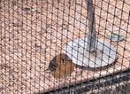 damalijster pop, Dieren en Toebehoren, Vrouwelijk, Tropenvogel, Geringd