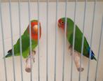 3 agapornieden, Dieren en Toebehoren, Vogels | Parkieten en Papegaaien, Meerdere dieren, Dwergpapegaai of Agapornis