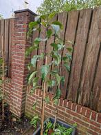 Appelbomen en Perenbomen Fruitbomen Laagstam en Halfstam, Ophalen, Lente, Volle zon, Appelboom