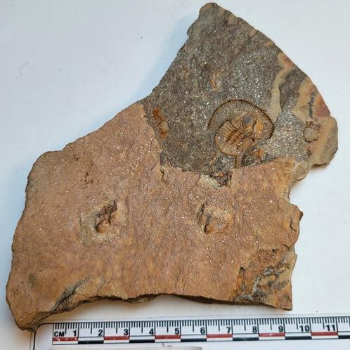 Trilobiet Marokko Declivolithus titan zeldzaam, Verzamelen, Mineralen en Fossielen, Fossiel, Ophalen of Verzenden