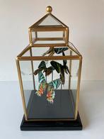 Opgezette vlinders in stolp, Ophalen of Verzenden, Zo goed als nieuw, Insect, Opgezet dier