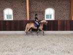 Bijrijder aangeboden / bijrijd paard, pony gezocht, Dieren en Toebehoren, Paarden en Pony's | Verzorgingsproducten, Ophalen, Nieuw