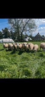 Te koop swifter rammen, Dieren en Toebehoren, Mannelijk, Schaap