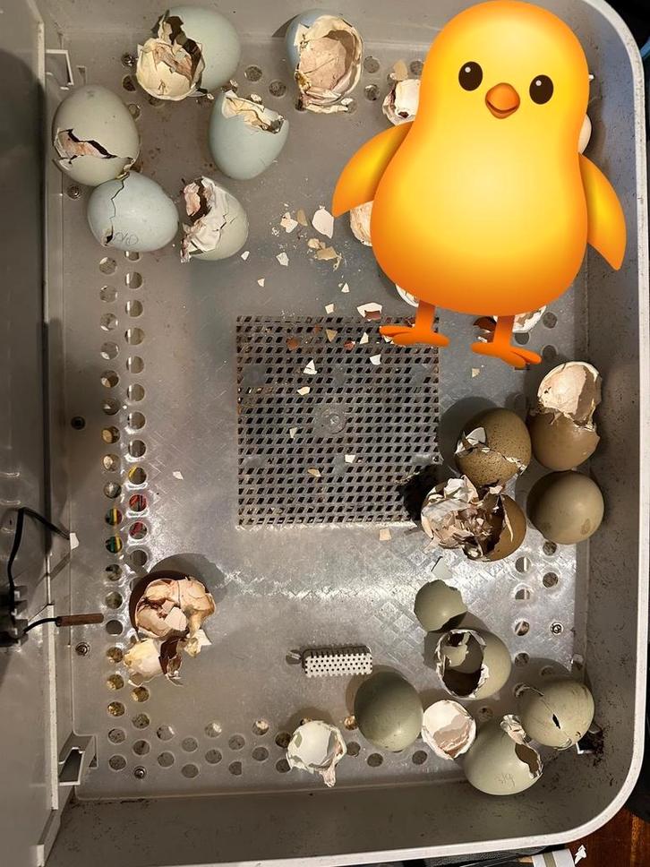 Haantjes 8 weken oud, Dieren en Toebehoren, Pluimvee, Kip, Mannelijk