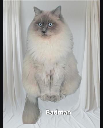  ragdoll dekkater met stamboom prachtige blauwe ogen. beschikbaar voor biedingen
