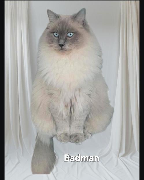 ragdoll dekkater met stamboom prachtige blauwe ogen., Dieren en Toebehoren, Katten en Kittens | Raskatten | Langhaar, Poes, Met stamboom