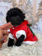 Toy Poodle Reutje (Zwart) –Alex– Klein Slim & Hypoallergeen, Dieren en Toebehoren, Honden | Chihuahua's en Gezelschapshonden, Poedel