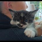 Superlieve kitten te koop!, Dieren en Toebehoren, Katten en Kittens | Overige Katten, Kater, Kortharig, 0 tot 2 jaar