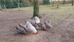 Broedeieren Amrock groot