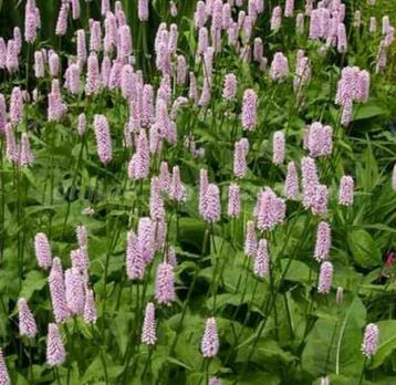Persicaria bistorta 'Superba', duizendknoop vaste plant beschikbaar voor biedingen