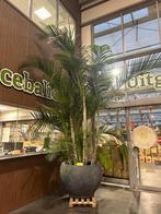 Areca (Dypsis Lutencens) 350cm hoog, Ophalen, 200 cm of meer, Palm, Halfschaduw