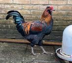 Araucana haan 5,5 maand, Mannelijk, Kip