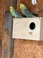 Grasparkieten koppel, Dieren en Toebehoren, Vogels | Parkieten en Papegaaien, Meerdere dieren, Parkiet