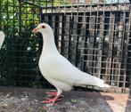 Witte postduiven, duiven., Dieren en Toebehoren, Meerdere dieren, Postduif