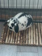 3 konijnen + toebehoren, Dieren en Toebehoren, Meerdere dieren, Hangoor