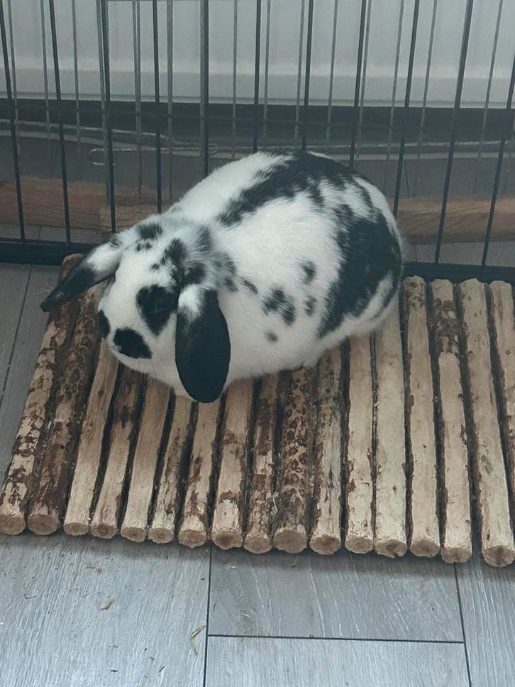 3 konijnen + toebehoren, Dieren en Toebehoren, Konijnen, Meerdere dieren, Hangoor
